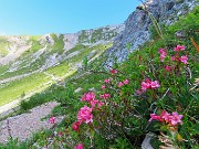 SENTIERO DEI FIORI da Capanna 2000 al Passo di Gabbia -22lu25- FOTOGALLERY